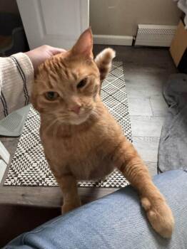 Domestic Short Hair Cats Available for Adoption in Anchorage, Alaska - Peter | PetCurious
