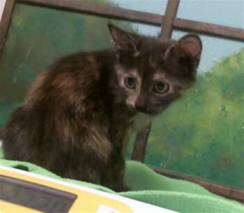 UMBREON -  Domestic Short Hair Cat for Adoption in Houston, Texas - UMBREON | PetCurious