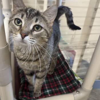 Rescue Domestic Short Hair Cats for Adoption in Logan, Ohio - April | PetCurious