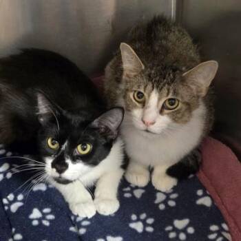 Domestic Short Hair Cats Available for Adoption in Westland, Michigan - Bella | PetCurious