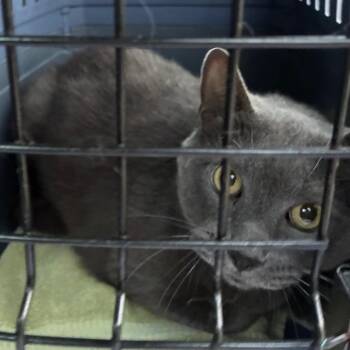 Catsanova -  Russian Blue and Domestic Short Hair Cat for Adoption in Carmel, Indiana - Catsanova | PetCurious