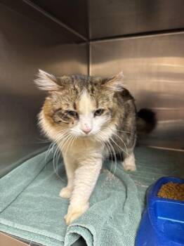 Domestic Long Hair Cats Available for Adoption in Marietta, Georgia - Captain (650) | PetCurious