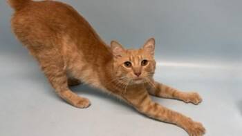 Juji -  Domestic Short Hair Cat for Adoption in Golden Valley, Minnesota - Juji | PetCurious