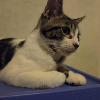 Agnes -  Domestic Short Hair Cat for Adoption in Rock Falls, Illinois - Agnes | PetCurious