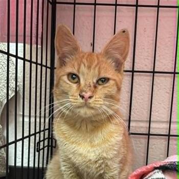 SVAS-Stray-38890 -  Domestic Short Hair Cat for Adoption in Lyndhurst, Virginia - SVAS-Stray-38890 | PetCurious
