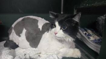 Domestic Long Hair Cats Available for Adoption - Houdini | PetCurious