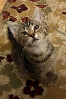 Maverick -  Domestic Short Hair Cat for Adoption in Pompton Lakes, New Jersey - Maverick | PetCurious