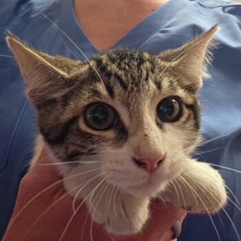 Maddox 060407U -  Domestic Short Hair Cat for Adoption in Tupelo, Mississippi - Maddox 060407U | PetCurious
