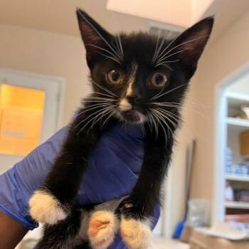 Drone -  Domestic Short Hair Cat for Adoption in Kanab, Utah - Drone | PetCurious