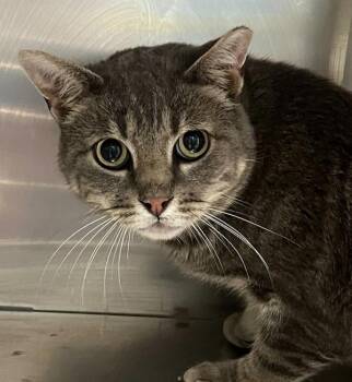 Squid -  Domestic Short Hair Cat for Adoption in Golden, Colorado - Squid | PetCurious