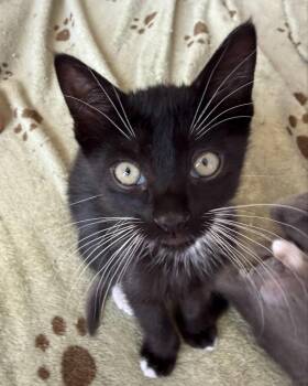 Zither -  Domestic Short Hair Cat for Adoption in San Francisco, California - Zither | PetCurious