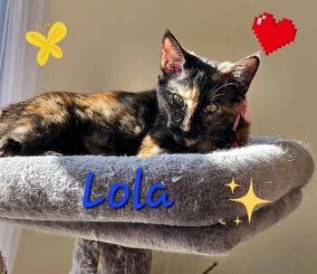 Lola R -  Domestic Short Hair Cat for Adoption in Cary, North Carolina - Lola R | PetCurious