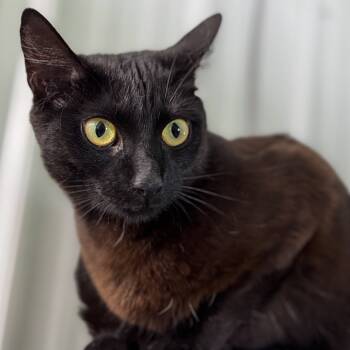 Rescue Domestic Short Hair Cats for Adoption in Blairsville, Georgia - Sofia | PetCurious