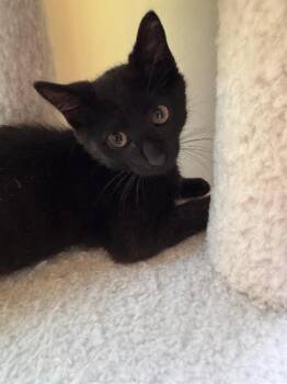 Lightning McQueen -  Domestic Short Hair Cat for Adoption in Mokena, Illinois - Lightning McQueen | PetCurious