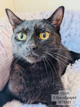 Olga -  Domestic Short Hair Cat for Adoption - Olga | PetCurious