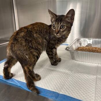 Titi -  Domestic Short Hair Cat for Adoption in Greensboro, North Carolina - Titi | PetCurious