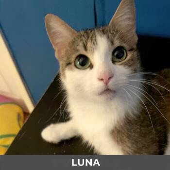 Domestic Short Hair Cats Available for Adoption in Toronto, Ontario - Luna | PetCurious