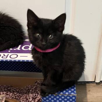 Okoye -  Domestic Short Hair Cat for Adoption in Spanish Fork, Utah - Okoye | PetCurious