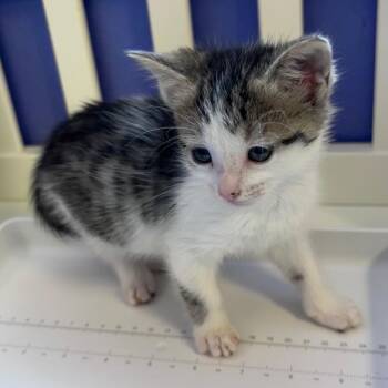 Domestic Short Hair Cats Available for Adoption in Corpus Christi, Texas - Jester | PetCurious