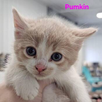 Domestic Short Hair Cats Available for Adoption - Pumkin | PetCurious