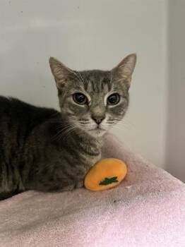 Rescue Domestic Short Hair Cats for Adoption in Boston, Massachusetts - ARIEL | PetCurious