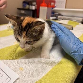 Domestic Short Hair Cats Available for Adoption in Tempe, Arizona - Nanette | PetCurious