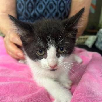Milo 26-06-055 -  Domestic Short Hair Cat for Adoption in Bastrop, Texas - Milo 26-06-055 | PetCurious