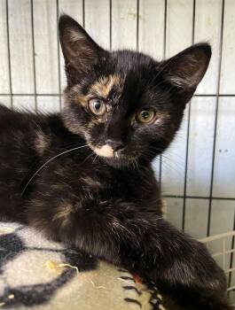 Domestic Short Hair Cats Available for Adoption - Belle | PetCurious