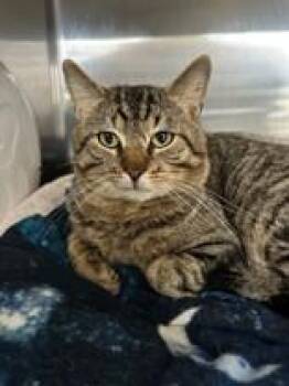 Domestic Short Hair Cats Available for Adoption - Yellowstone | PetCurious