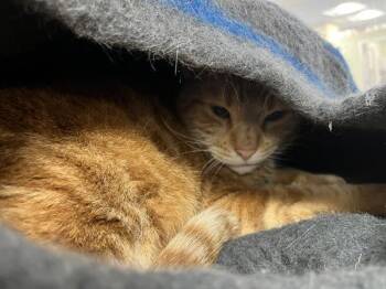 Patton -  Domestic Short Hair Cat for Adoption in Stratham, New Hampshire - Patton | PetCurious