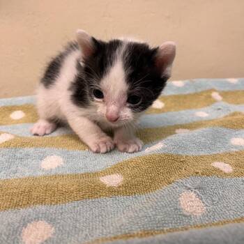 Domestic Short Hair Cats Available for Adoption in Pasadena, California - Lil John | PetCurious