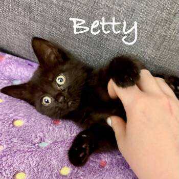 Domestic Short Hair Cats Available for Adoption in Reston, Virginia - Betty | PetCurious