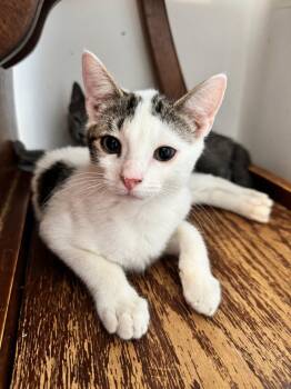 Biggie (FCID# 06/09/2026 - 40 Glen Mills PS) -  Domestic Short Hair Cat for Adoption in Greenville, Delaware - Biggie (FCID# 06/09/2026 - 40 Glen Mills PS) | PetCurious