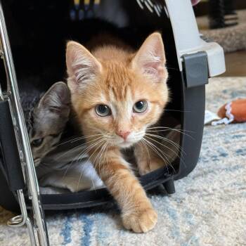 Pumpernickel w/ Sourdough -  Domestic Medium Hair and Domestic Short Hair Cat for Adoption in Flagstaff, Arizona - Pumpernickel W/ Sourdough | PetCurious