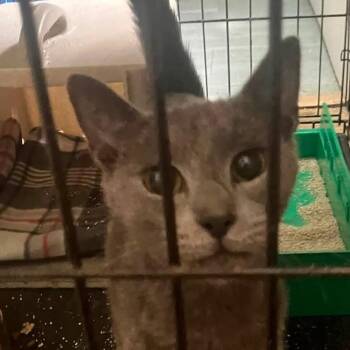 Everett -  Domestic Short Hair Cat for Adoption in Quakertown, Pennsylvania - Everett | PetCurious