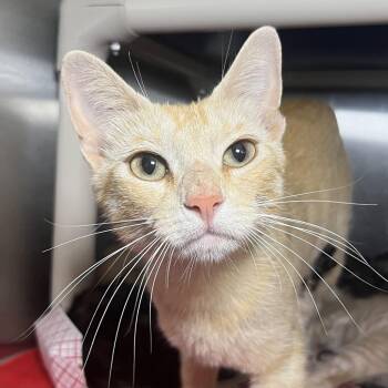 Bo Peep -  Domestic Short Hair Cat for Adoption in Palm Springs, California - Bo Peep | PetCurious