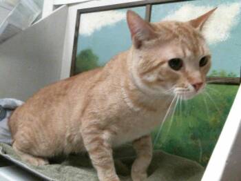 Domestic Short Hair Cats Available for Adoption in Houston, Texas - PUMPKIN | PetCurious