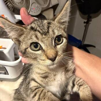 Midge Lichens -  Domestic Short Hair Cat for Adoption in Woodstock, Virginia - Midge Lichens | PetCurious