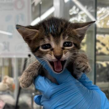 Domestic Short Hair Cats Available for Adoption in West Palm Beach, Florida - Wren | PetCurious