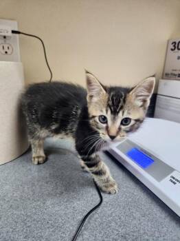 Domestic Medium Hair Cats Available for Adoption in Kennewick, Washington - Glimmer | PetCurious