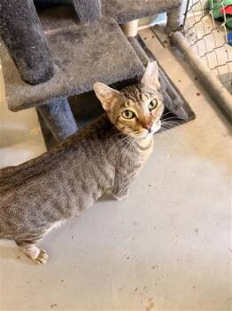 UNK 9 (MOMMA) -  Domestic Short Hair Cat for Adoption in Corpus Christi, Texas - UNK 9 (MOMMA) | PetCurious
