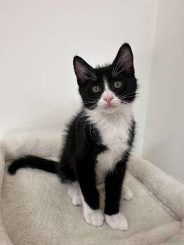 Domestic Short Hair Cats Available for Adoption in Sandy Springs, Georgia - Parker (bonded W/ Dustin) | PetCurious