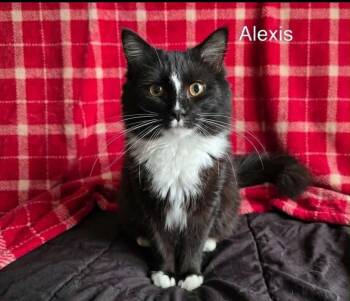 Domestic Long Hair Cats Available for Adoption in Wyandotte, Michigan - Alexis | PetCurious