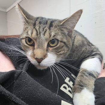 Rescue Domestic Short Hair Cats for Adoption in Clanton, Alabama - Miso | PetCurious