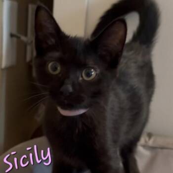 Sicily -  Domestic Short Hair Cat for Adoption in Bentonville, Arkansas - Sicily | PetCurious