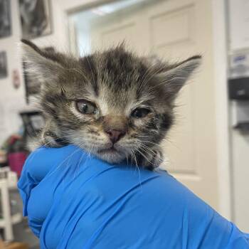 Domestic Short Hair Cats Available for Adoption in Edinburg, Texas - Worcestershire Sauce W1 | PetCurious