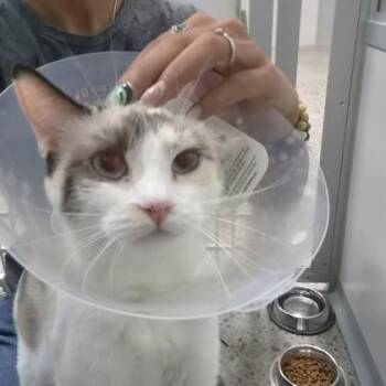 Peach -  Domestic Short Hair Cat for Adoption in Sacramento, California - Peach | PetCurious