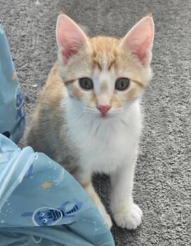 Flame -  Domestic Short Hair Cat for Adoption in Ogden, Utah - Flame | PetCurious