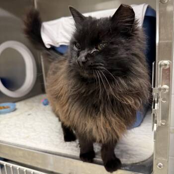 Domestic Long Hair Cats Available for Adoption in East St. Louis, Illinois - Peppercorn-C | PetCurious