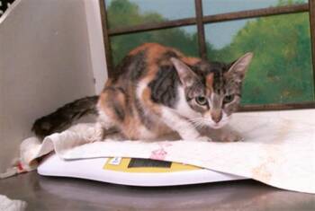 A2092861 -  Domestic Short Hair Cat for Adoption in Houston, Texas - A2092861 | PetCurious